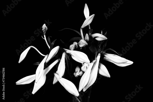 bouquet of lilies in black and white.