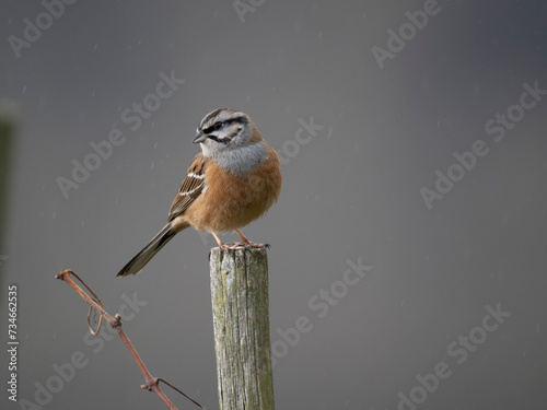 Zippammer (Emberiza cia) photo