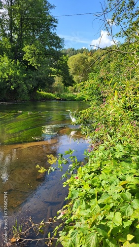 White bird fishing in the river