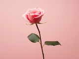 Pink rose flower over a pink background