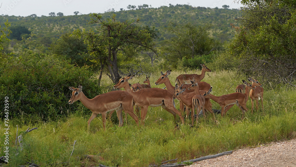 Fototapeta premium African Impala antelope in the wild