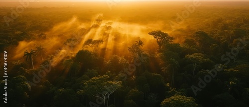 top view of a green misty forest at golden hour sunset