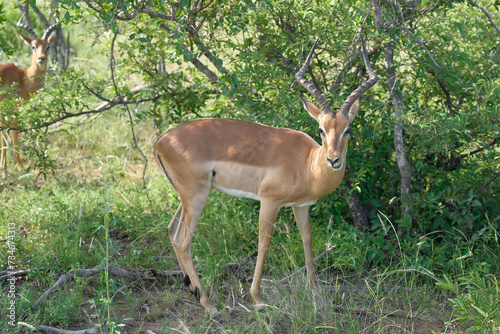 African Impala antelope in the wild