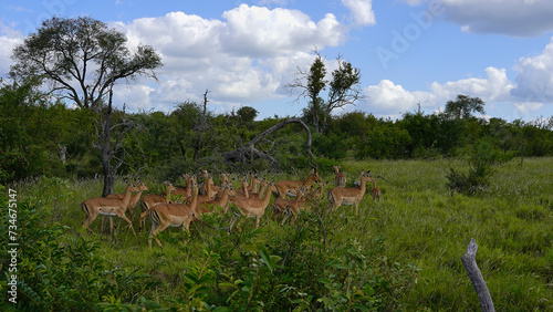 Fototapeta Naklejka Na Ścianę i Meble -  African Impala antelope in the wild