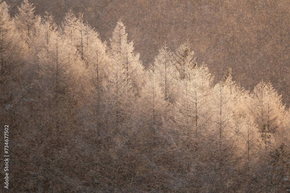 Fototapeta premium 冬の景色