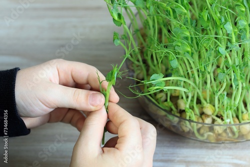 Boy´ s hand picking peas microgreens stems cultivated at home. Microgreens as symbol of healthy eating on white.