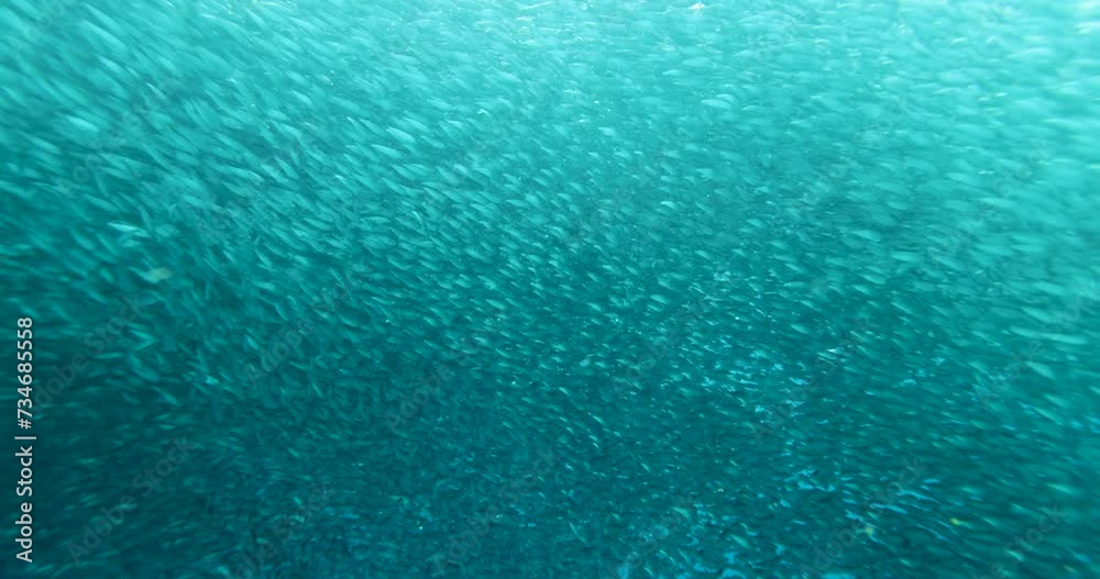 A school of sardines forms a ball to hide from the shark. A flock herd of millions of fish swirls around the camera and corals. Seascape with a baitball of sardine fish in the Caribbean Sea A school of sardines forms a ball to hide from the shark. A flock herd of millions of fish swirls around the camera and corals. Seascape with a baitball of sardine fish in the Caribbean Sea