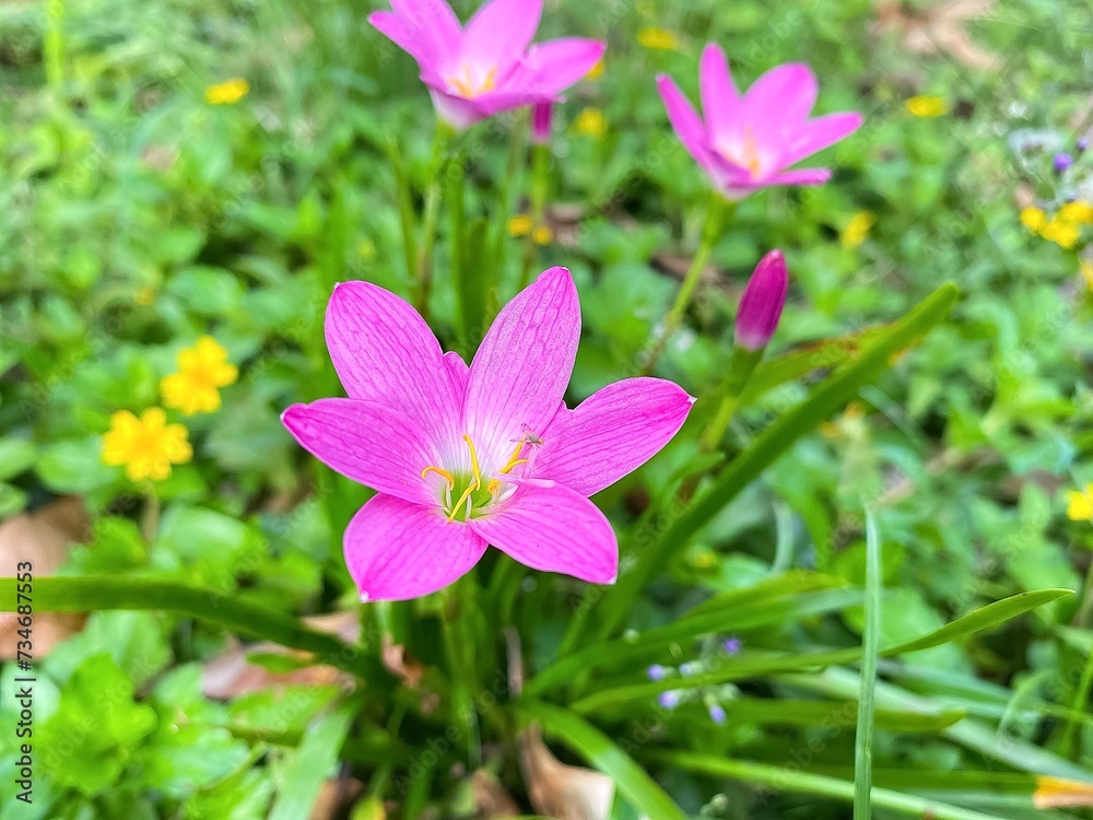 Beautiful pink flowers decorate the yard Beautiful pink flowers decorate the yard