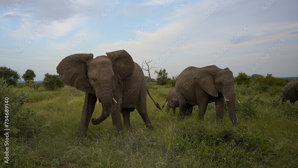 Obraz premium elephants in the wild of the National Park