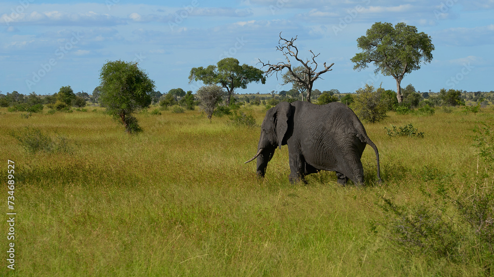 Fototapeta premium elephants in the wild of the National Park