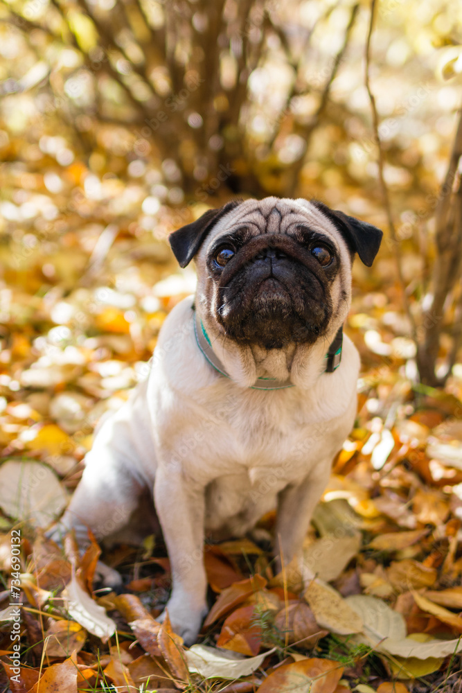 Portrait of a pug dog sitting in the autumn park on yellow leaves against the background of trees and autumn forest.