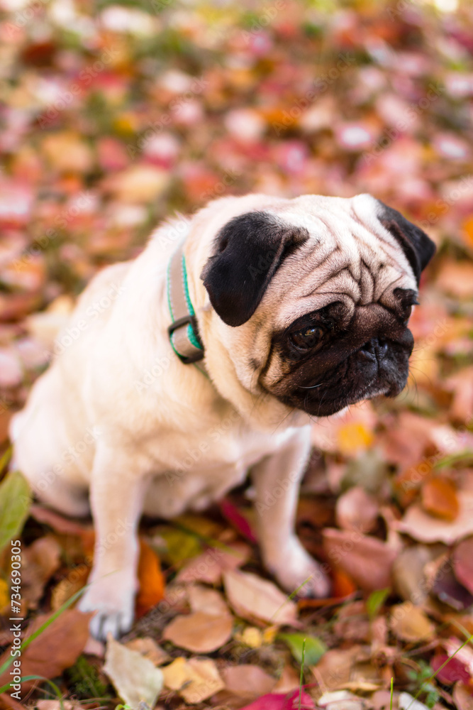 Obraz premium A small sad pug dog in autumn forest on a walk. Portrait of a dog on red and orange dry foliage.