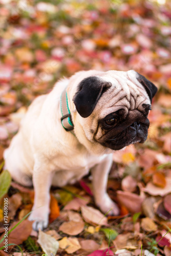 A small sad pug dog in autumn forest on a walk. Portrait of a dog on red and orange dry foliage.