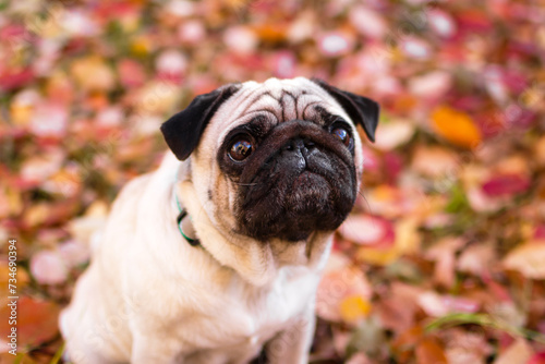 A small pug dog in autumn forest on a walk. Close up portrait of a dog on red and orange dry foliage.