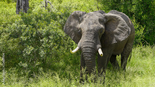 elephants in the wild of the National Park © Andrei