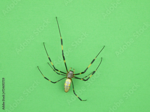 壁に張り付くジョロウグモ