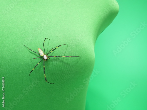 胸元にいてるジョロウグモ