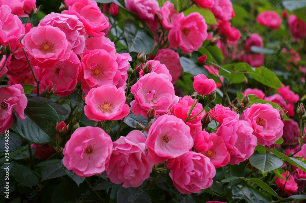 Beautiful wild rose close-up. Natural background. Beautiful wild rose close-up. Natural background.