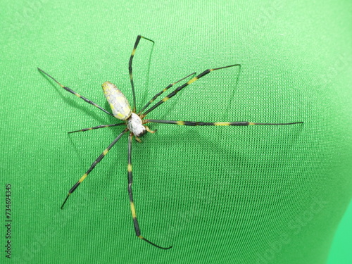 ジョロウグモのアップ