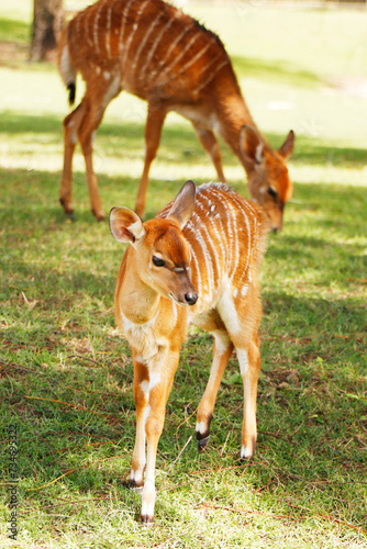 The lowland nyala or simply nyala is a spiral-horned antelope native to southern Africa