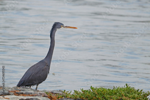western reef heron (Egretta gularis), also called the western reef egret, is a medium-sized heron found in southern Europe, Africa and parts of Asia.