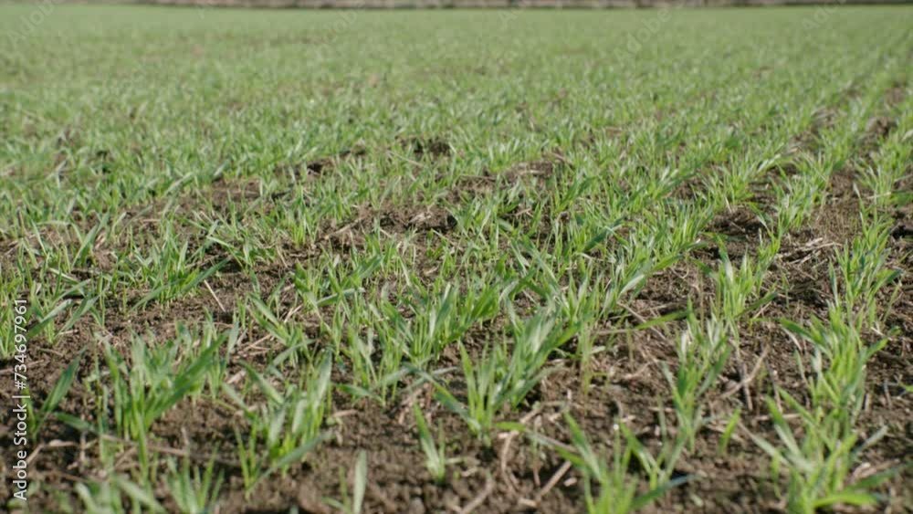 Young grains growing on field Young grains growing on field