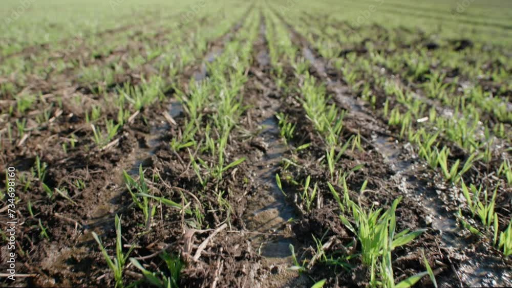 Young grains growing on field Young grains growing on field