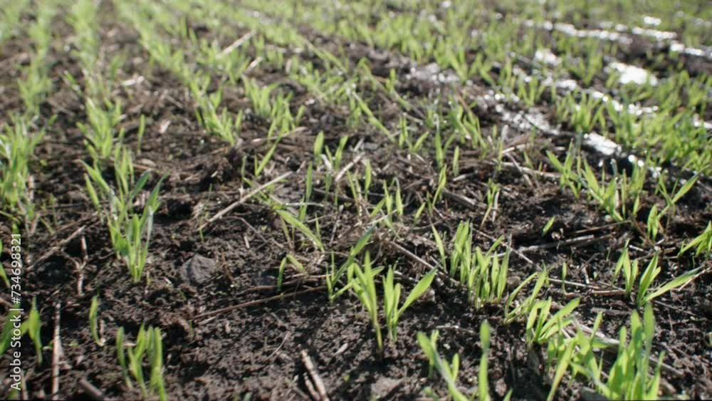 Young grains growing on field Young grains growing on field