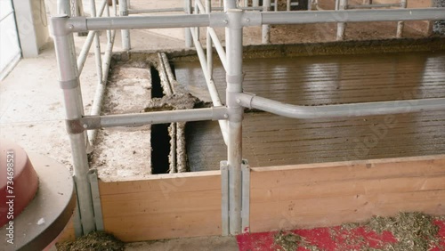 Automatic liquid manure cleaning system in modern cowshed photo