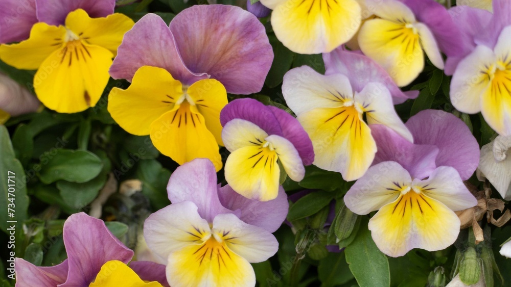Closeup of vibrant pansy flowers in a garden Closeup of vibrant pansy flowers in a garden