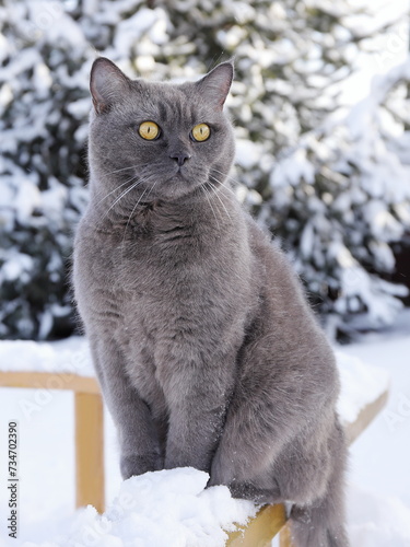 A gray cat sits on a wooden yellow bench on the background of snowy pine tree. 