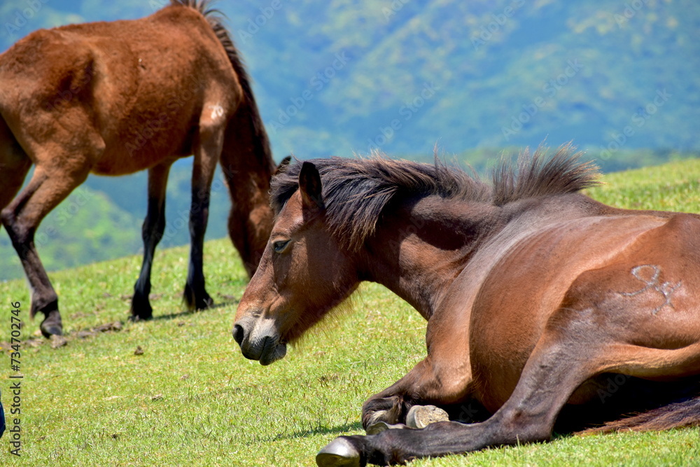Obraz premium 宮崎 ウマ 馬 宮崎県 都井岬