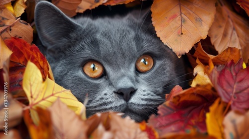 Obraz na płótnie A British cat peering curiously from behind a tangle of colorful autumn leaves, its eyes filled with wonder. w salonie
