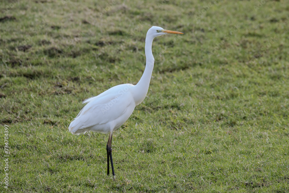 egret egret