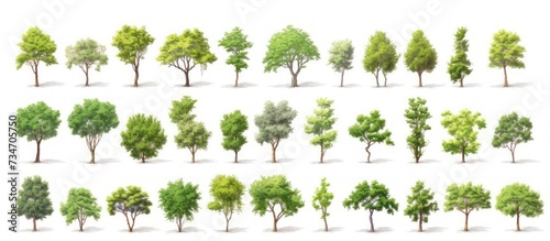 several types A bunch of green trees isolated on a white background