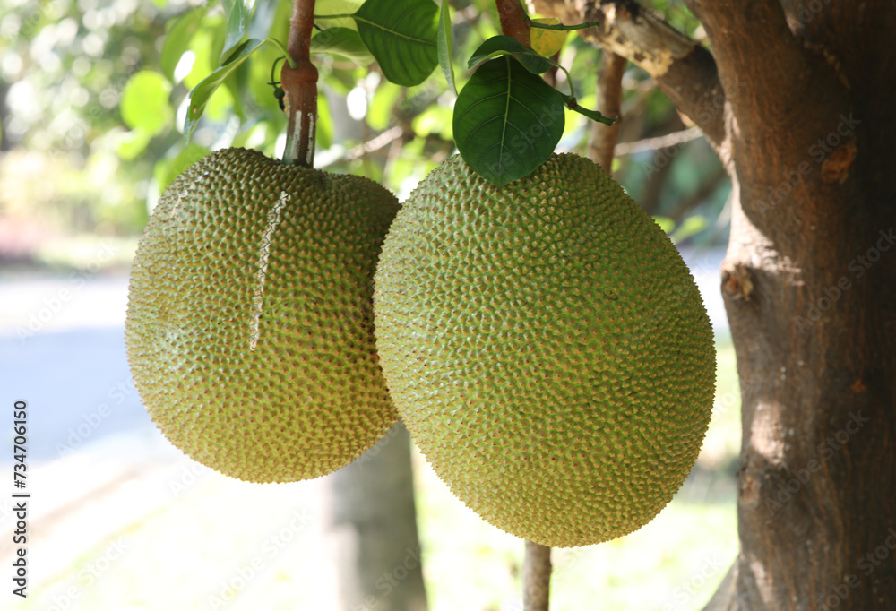 Close up of  Jackfruit on tree