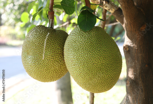 Close up of  Jackfruit on tree