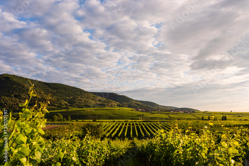 vineyard in region country