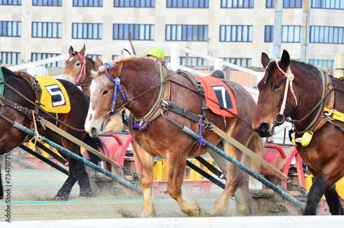 Banei keiba Horse Racing is the only race of its kind in the world. Large draft horses, weighing about 1 ton, race on a separate course in a 200 m straight line while pulling an iron sled that weighs  photo