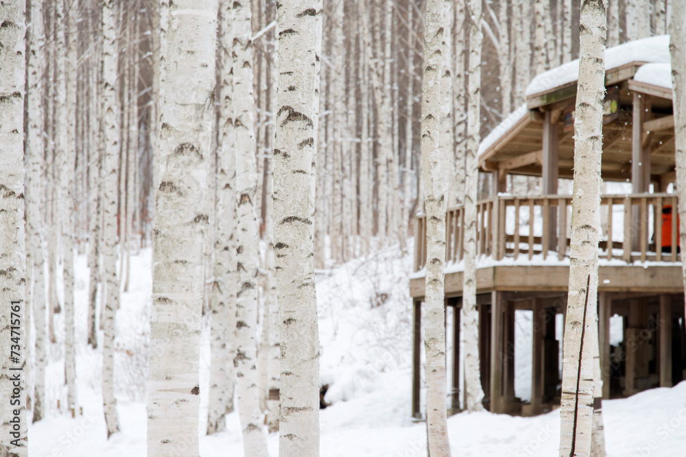 View of the birch forest in winter View of the birch forest in winter