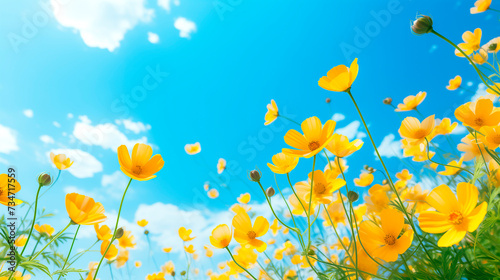 Delicate yellow flowers against a blue sky.