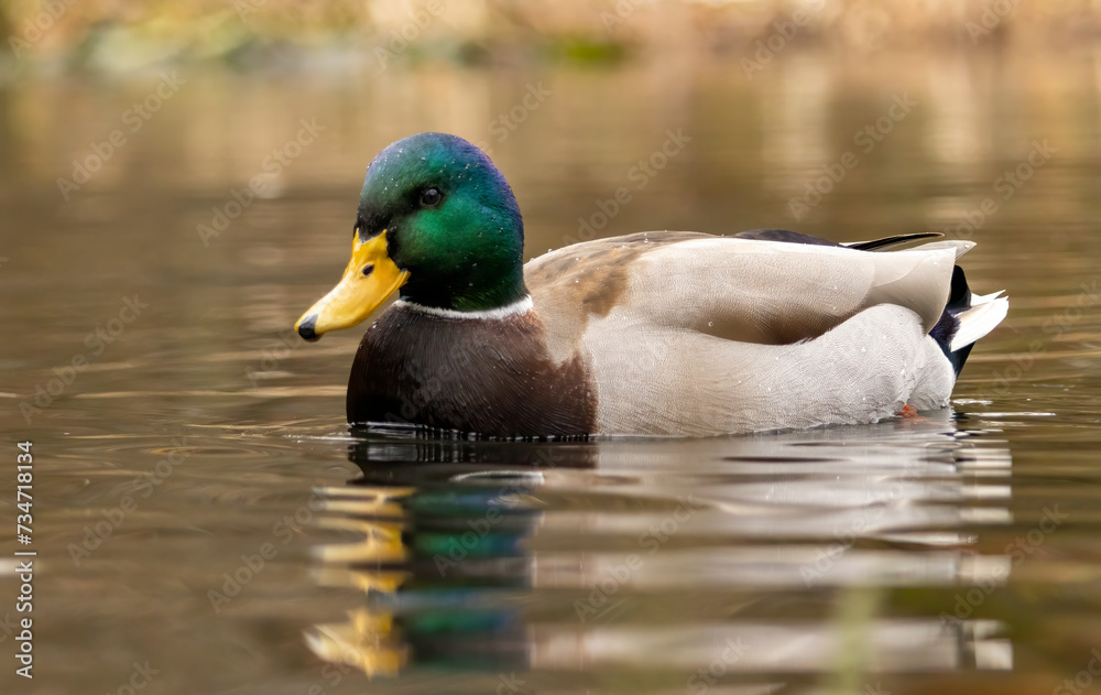 Mallard duck (Anas plathyrynchos) in natural habitat Mallard duck (Anas plathyrynchos) in natural habitat