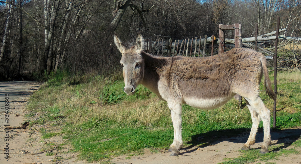 A donkey beside De Hoop road in the de Hoop valley near Uniondale, Western Cape. A donkey beside De Hoop road in the de Hoop valley near Uniondale, Western Cape.