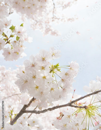 桜 春 日本