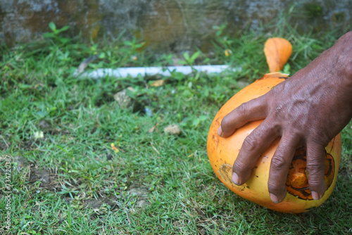 Young orange coconut being peeled by someone