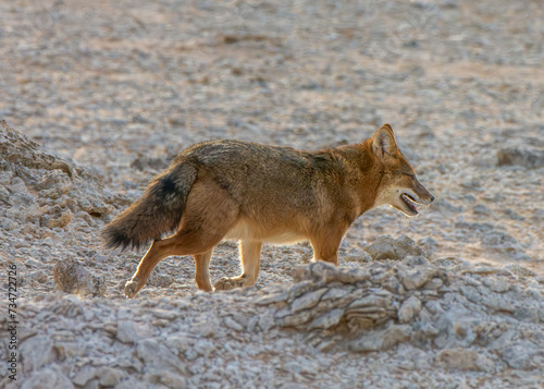 The golden jackal (Canis aureus)