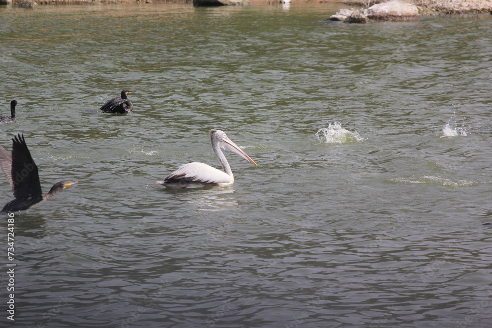 white pelican birds ready to fly with feather wings