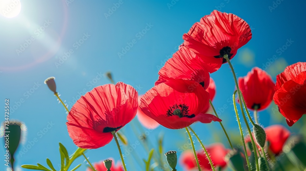Obraz premium Beautiful image of papaver rhoeas poppy blooms in a garden during the early spring on a warm, sunny day with a clear blue sky.