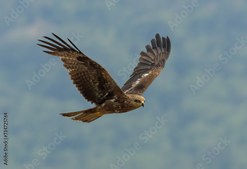 Black Kite in natural habitat