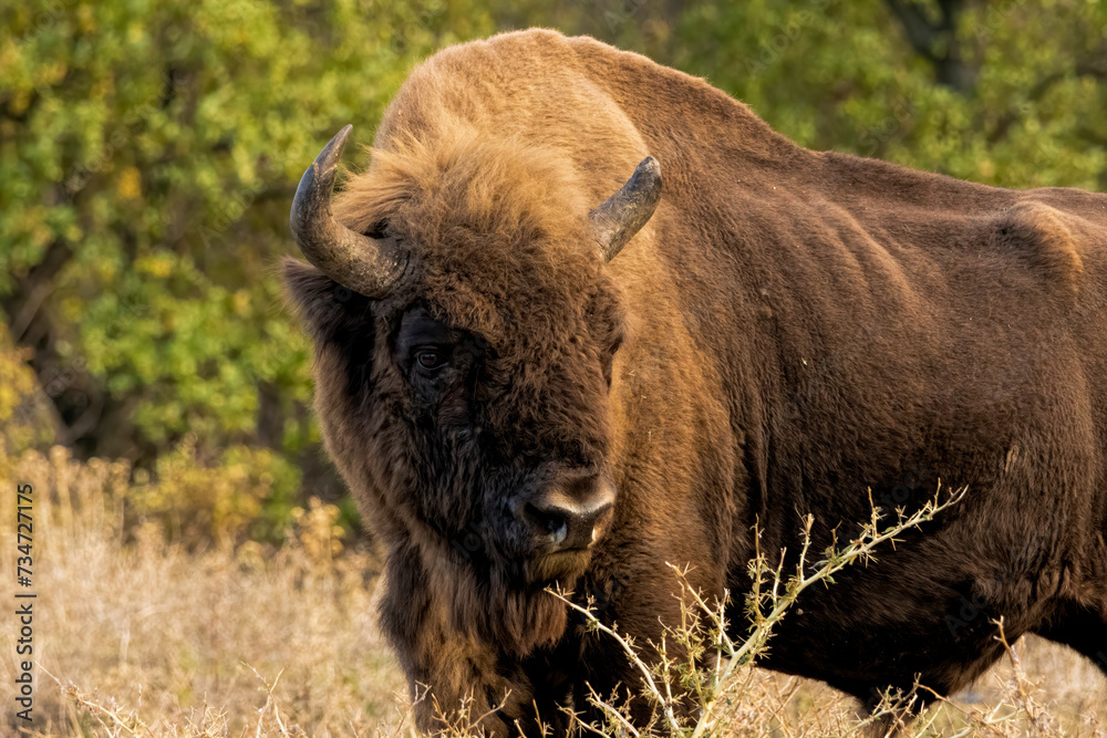 European Bison reintroduced on the Balkans European Bison reintroduced on the Balkans